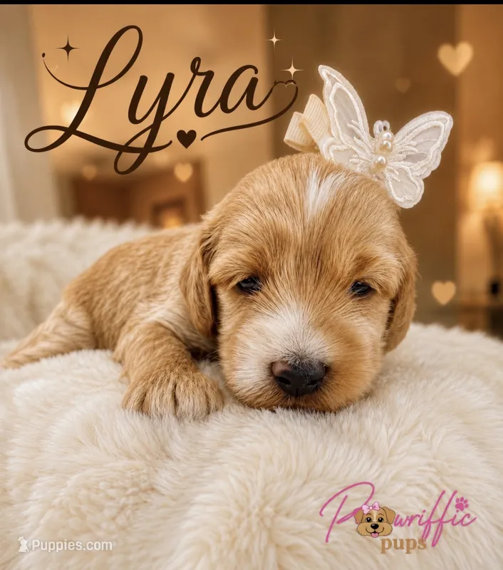 Lyra – Goldendoodle puppy on hold in Fayetteville, NC