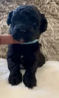 Robin, a male Maltipoo and Poodle - Toy  for sale in Fayetteville, NC – 1 of 8