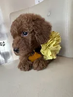 Fendi, a female Goldendoodle for sale in Fayetteville, NC – 6 of 10