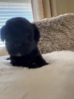 Robin, a male Maltipoo and Poodle - Toy  for sale in Fayetteville, NC – 8 of 8