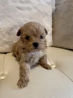 Luna, a female Maltipoo for sale in Fayetteville, NC – Photo 3 of 7