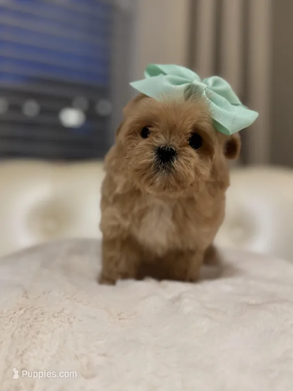 Luna – Maltipoo puppy for sale in Fayetteville, NC