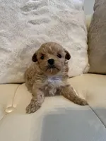 Luna, a female Maltipoo for sale in Fayetteville, NC – Photo 5 of 7