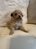 Luna, a female Maltipoo for sale in Fayetteville, NC – Photo 1 of 7