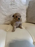 Luna, a female Maltipoo for sale in Fayetteville, NC – Photo 7 of 7