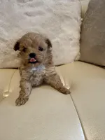 Luna, a female Maltipoo for sale in Fayetteville, NC – Photo 4 of 7