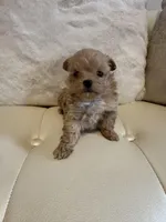 Luna, a female Maltipoo for sale in Fayetteville, NC – Photo 6 of 7