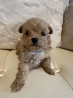 Luna, a female Maltipoo for sale in Fayetteville, NC – Photo 2 of 7