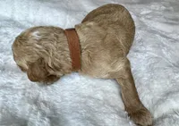 Sebastian , a female Goldendoodle for sale in Fayetteville, NC – 5 of 8