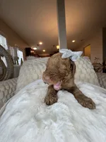 Remmi, a female Goldendoodle for sale in Fayetteville, NC – 4 of 10