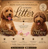 Remmi, a female Goldendoodle for sale in Fayetteville, NC – 2 of 10