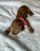 Noelle , a female Goldendoodle for sale in Fayetteville, NC – 2 of 7