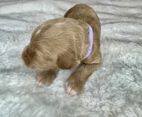 Lyra, a female Goldendoodle for sale in Fayetteville, NC – 3 of 9