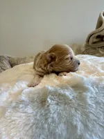 Mia , a female Maltipoo for sale in Fayetteville, NC – 3 of 7