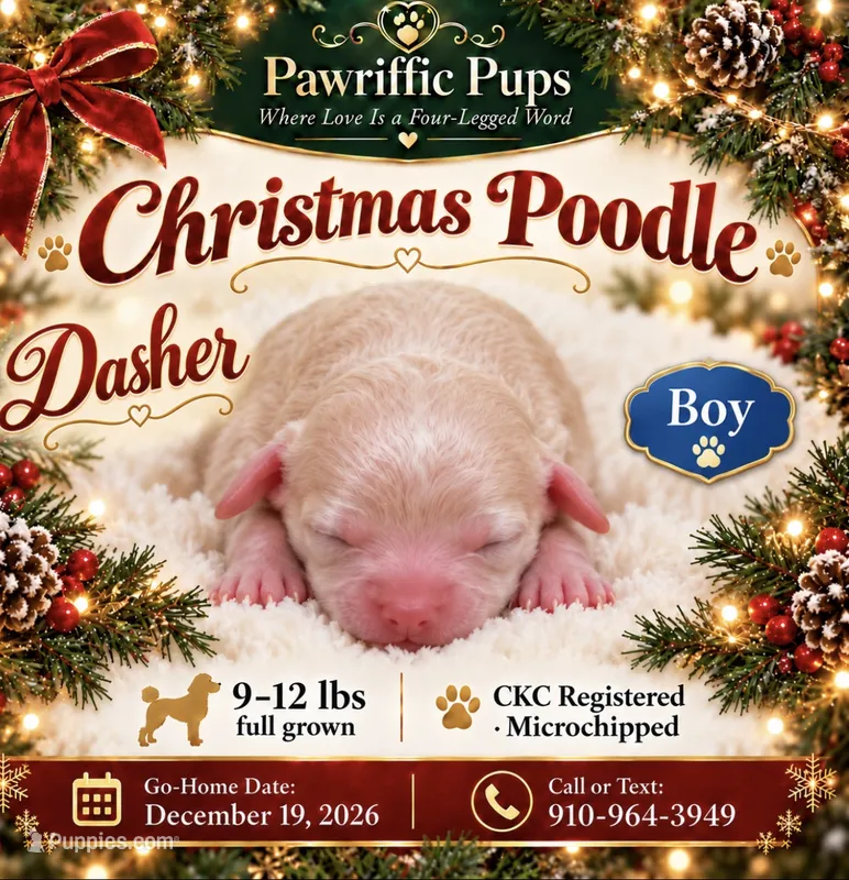 Dasher  – Poodle - Miniature  puppy for sale in Fayetteville, NC