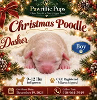 Dasher , a male Poodle - Miniature  for sale in Fayetteville, NC – 1 of 2