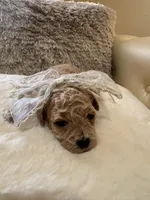 Daisy Duke , a female Maltipoo and Poodle - Toy  for sale in Fayetteville, NC – 6 of 10