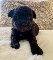Batman , a male Maltipoo and Poodle - Toy  for sale in Fayetteville, NC – 7 of 8