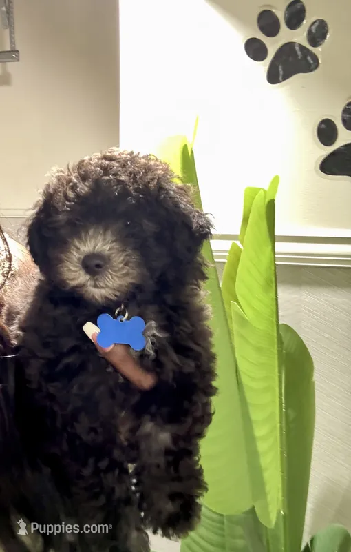 Boe – Maltipoo, Poodle - Toy  puppy for sale in Fayetteville, NC