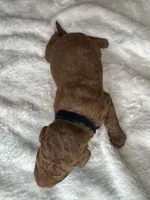 Bottega , a male Goldendoodle for sale in Fayetteville, NC – 5 of 6