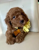 Fendi, a female Goldendoodle for sale in Fayetteville, NC – 5 of 10