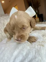 Violet, a female Goldendoodle for sale in Fayetteville, NC – 4 of 8