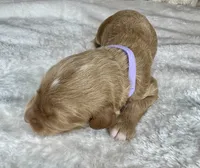 Lyra, a female Goldendoodle for sale in Fayetteville, NC – 4 of 9