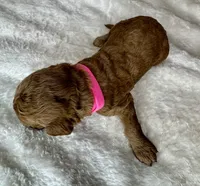 Noelle , a female Goldendoodle for sale in Fayetteville, NC – 7 of 7