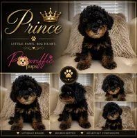 Prince, a male Poodle - Toy  for sale in Fayetteville, NC – 2 of 2