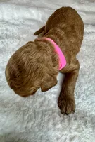 Noelle , a female Goldendoodle for sale in Fayetteville, NC – 4 of 7