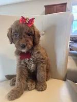 Doria, a female Goldendoodle for sale in Fayetteville, NC – 8 of 10