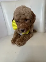 Sebastian , a male Goldendoodle for sale in Fayetteville, NC – 6 of 10