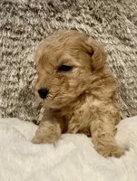 Markle, a male Maltipoo and Poodle - Toy  for sale in Fayetteville, NC – 9 of 9