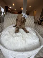 Remmi, a female Goldendoodle for sale in Fayetteville, NC – 6 of 10