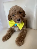 Sebastian , a male Goldendoodle for sale in Fayetteville, NC – 10 of 10