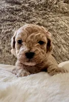 Harley Quinn , a female Maltipoo and Poodle - Toy  for sale in Fayetteville, NC – 6 of 9