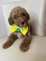 Sebastian , a male Goldendoodle for sale in Fayetteville, NC – 9 of 10