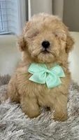 Markle, a male Maltipoo and Poodle - Toy  for sale in Fayetteville, NC – 3 of 9