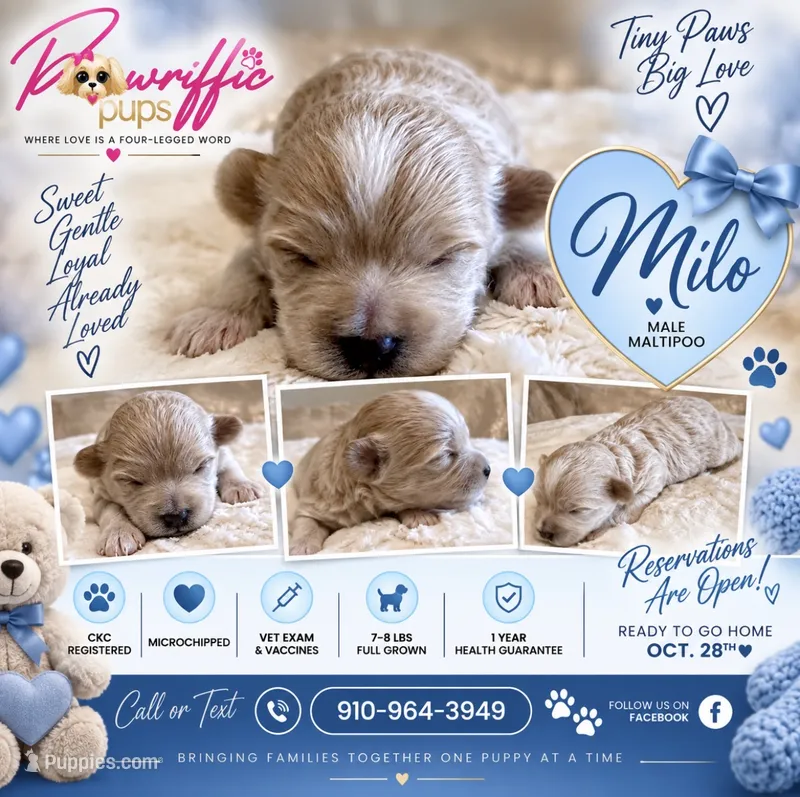 Milo – Maltipoo puppy for sale in Fayetteville, NC