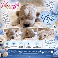 Milo, a male Maltipoo for sale in Fayetteville, NC – 1 of 6