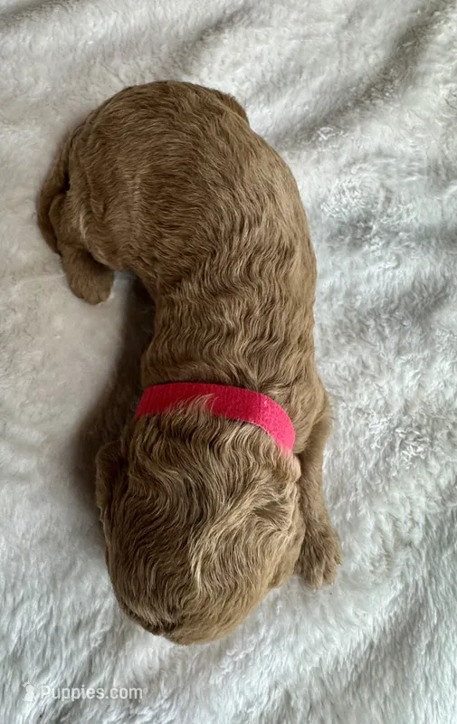 Doria – Goldendoodle puppy for sale in Fayetteville, NC