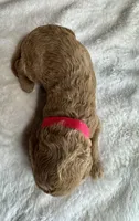 Doria, a female Goldendoodle for sale in Fayetteville, NC – 1 of 8