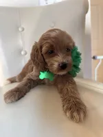 Lyra, a female Goldendoodle for sale in Fayetteville, NC – 7 of 9