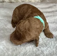 Fendi, a female Goldendoodle for sale in Fayetteville, NC – 2 of 6