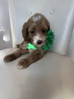 Lyra, a female Goldendoodle for sale in Fayetteville, NC – 3 of 9