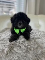 BOE (Maltipoo), a male Maltipoo and Poodle - Toy  for sale in Fayetteville, NC – 4 of 10