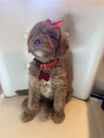 Doria, a female Goldendoodle for sale in Fayetteville, NC – 10 of 10