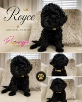 Royce , a male Poodle - Toy  for sale in Fayetteville, NC – 2 of 2