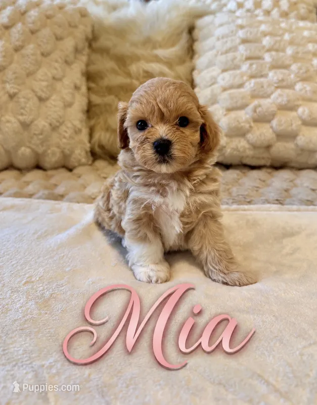Mia  – Maltipoo puppy on hold in Fayetteville, NC