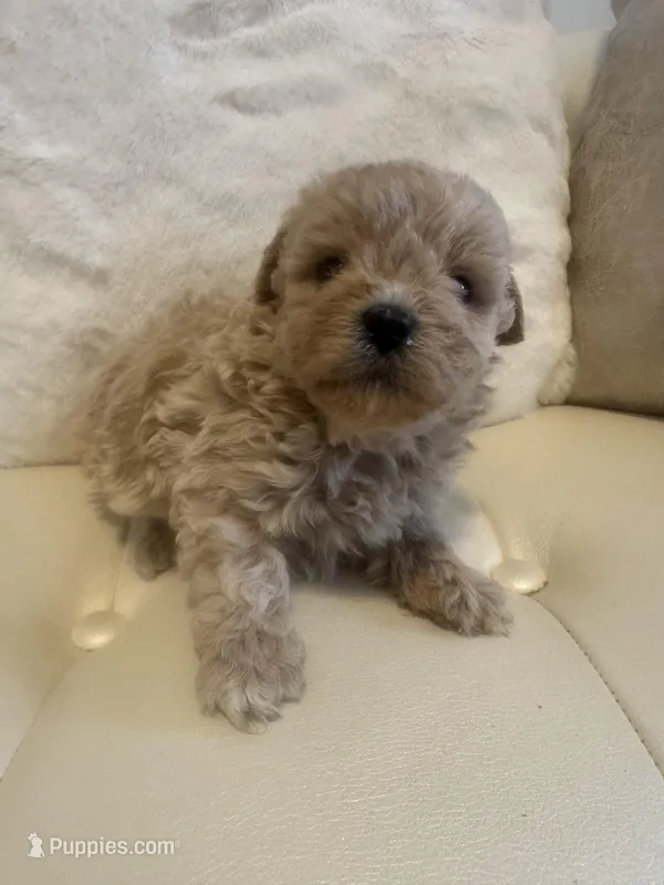 Luka – Maltipoo puppy for sale in Fayetteville, NC